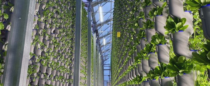 Hydroponic Strawberry Production: Sweet Success in Soilless Farming