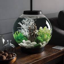 Ultimate Aquarium Fish Guide