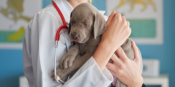 Parvo Poop Guide: Understanding Symptoms & Treatment