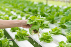 How To Choose Hydroponic Nutrients
