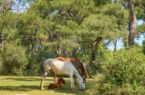 How To Buy Horse Farms: Ultimate Guide