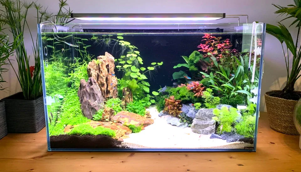 Build Your Dream Aquarium With Our Easy Tips